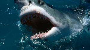 Не спешите ехать на море: в этих водах России появились акулы — партнерский материал