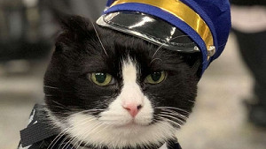 14 летнего кота официально взяли на службу: вот кем он работает — партнерский материал