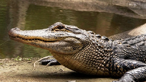 Жуткая схватка крокодила с дайвером: неожиданный итог — партнерский материал